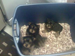 CuteYorkiesforsale